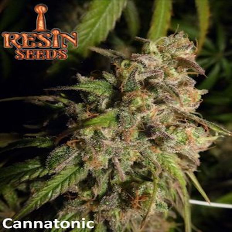 Resin Seeds Cannatonic Cannabis Seeds Uk Skunkworks 1245