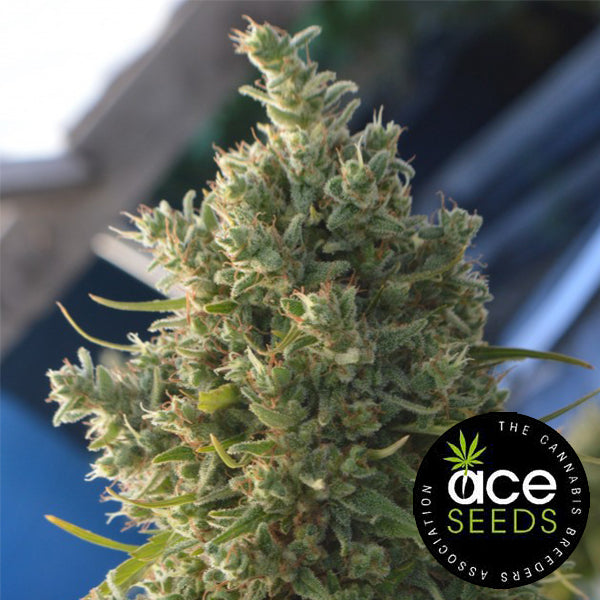 Ace Seeds - Killer A5 Haze - Cannabis Seeds – UK Skunkworks