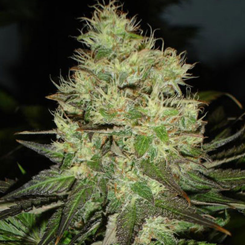 Weedy Seeds Купить Семена Конопляные