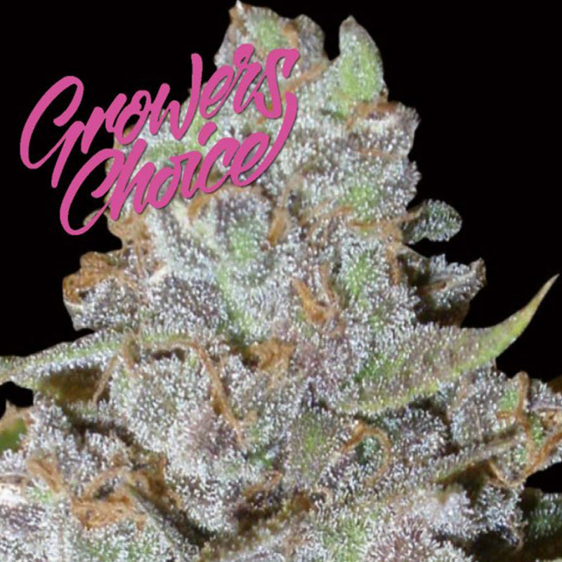 Growers Choice - Bubblegum x Fat Hog - Cannabis Seeds – UK Skunkworks